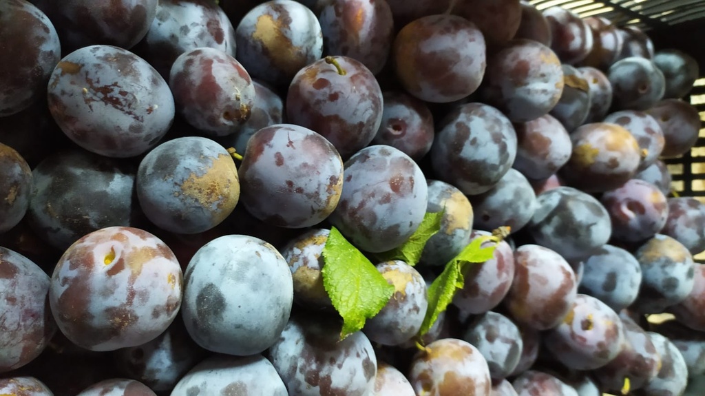 Pruna clàudia morada