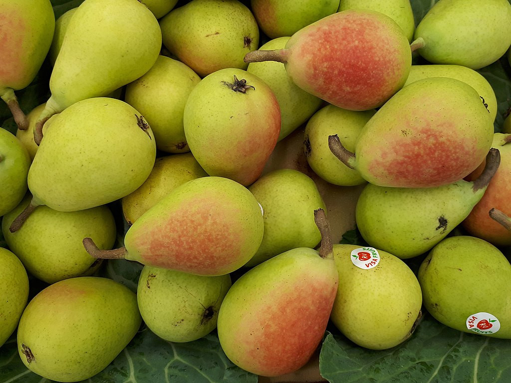 Pera ercolini