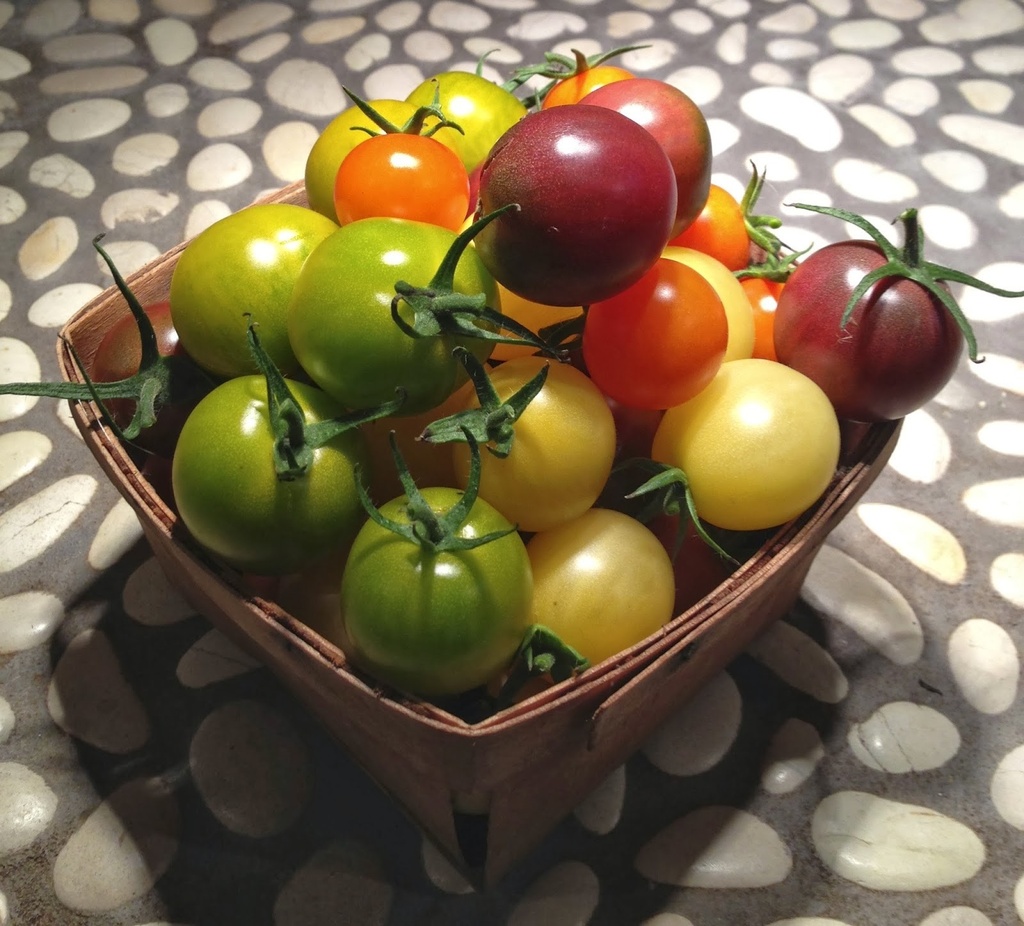Tomàquet Xerri Colors (500g)
