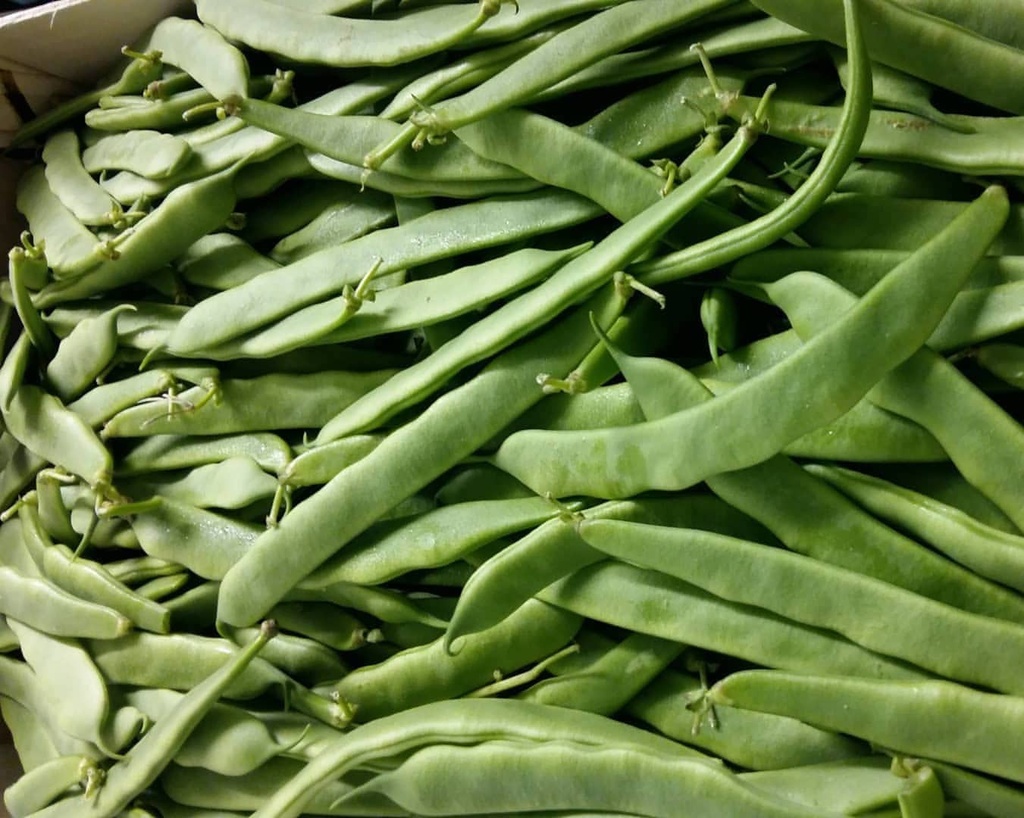 Bajoca plana (500gr) Tarragona