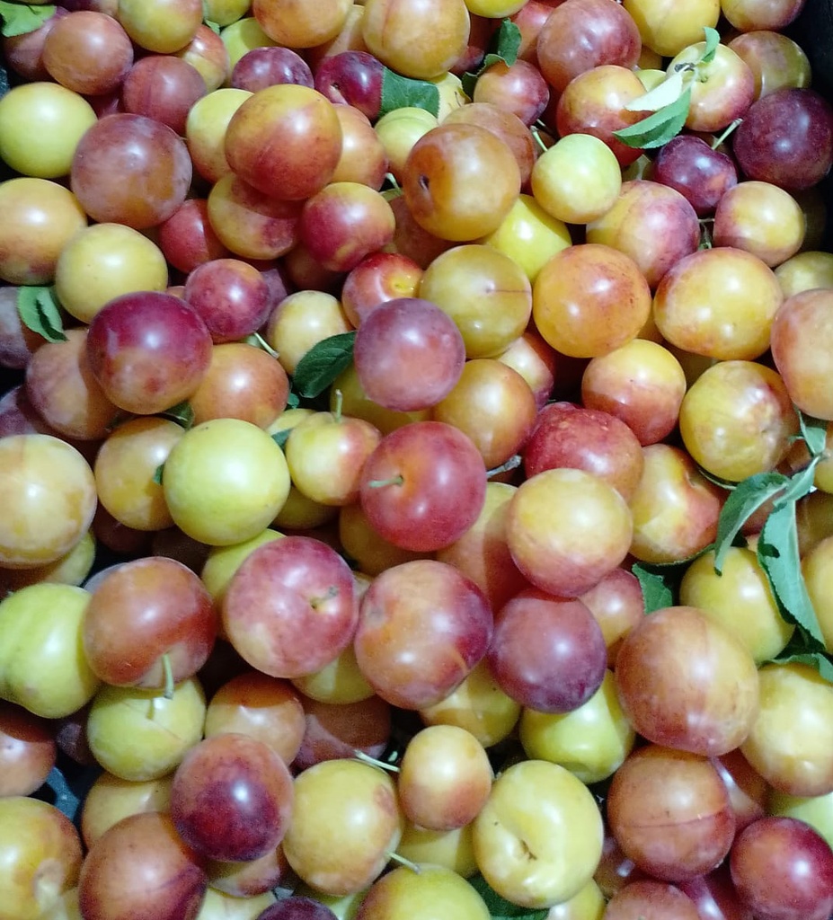 Pruna mirabola