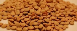 Llentia grossa