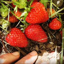 Maduixot (1kg)