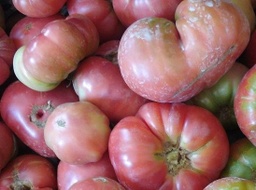 Tomàquet rosa ple