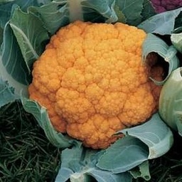Coliflor groga