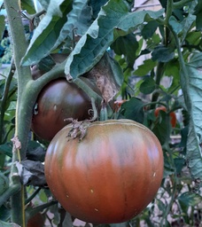 Tomàquet negre 