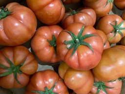 Tomàquet rosa d'amanir