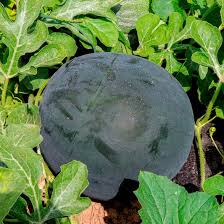 Síndria (5kg)